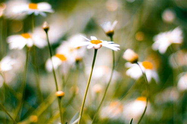 Chamomile flower on a blurry background of flowers