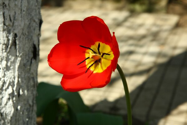 Tulipe rouge sur une promenade dans le village