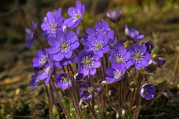 Violetas Lilas en la mañana de verano