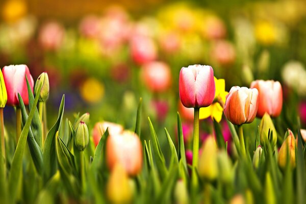 Tulip field. Widescreen wallpaper