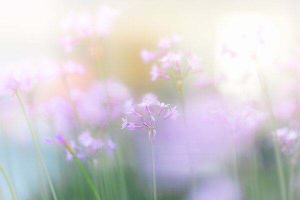 Zarte Blumen auf verschwommenem Hintergrund