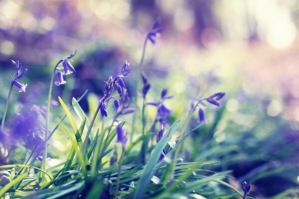 Blooming bluebells in sunny summer