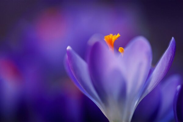 Flor de violeta en el fondo