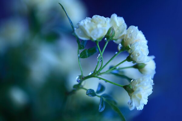 Rosas blancas en gotas de rocío