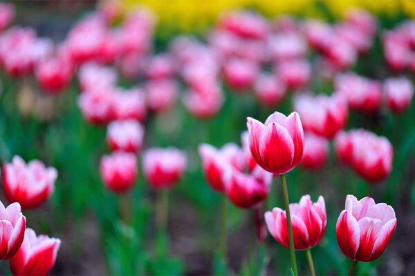 Campo de tulipanes con pétalos de rosa, desenfoque