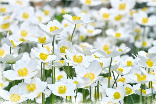 Stylish summer flowers white daisies