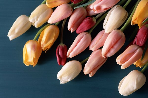 Multi-colored tulips in high quality