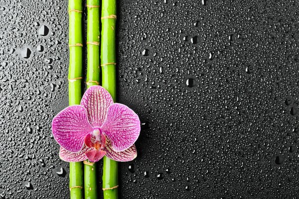 Flor de orquídea en palos de bambú