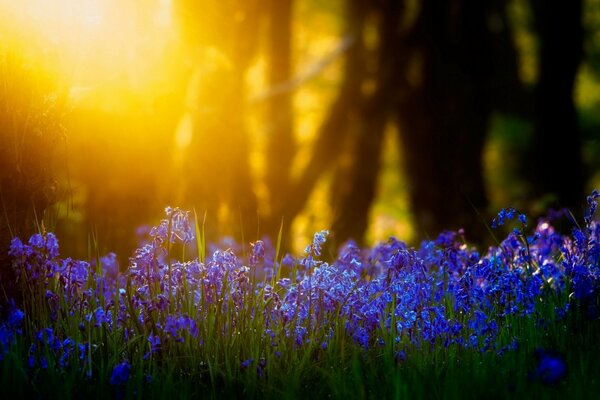 Beautiful blue flowers illuminated by the rays of the sun