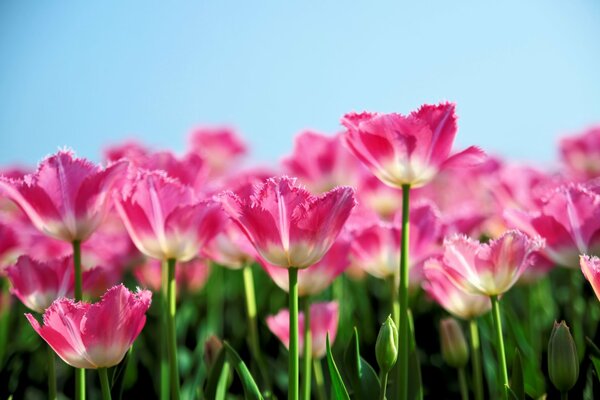Hileras de tulipanes rosados en primavera