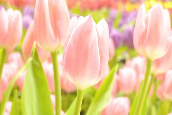 Rosa Tulpen im Frühlingsgarten