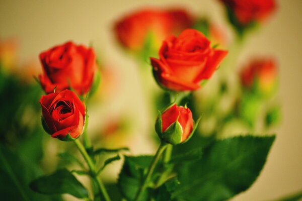 Boutons de roses rouges fermés