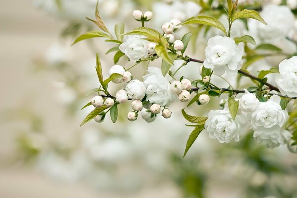 Branche de fleurs blanches au feuillage vert