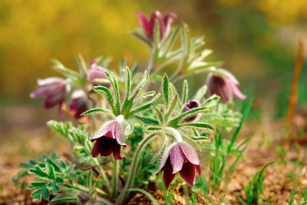 Lila Blumen auf dem Boden