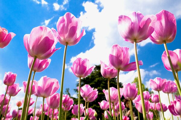 Tulipanes rosados contra el cielo