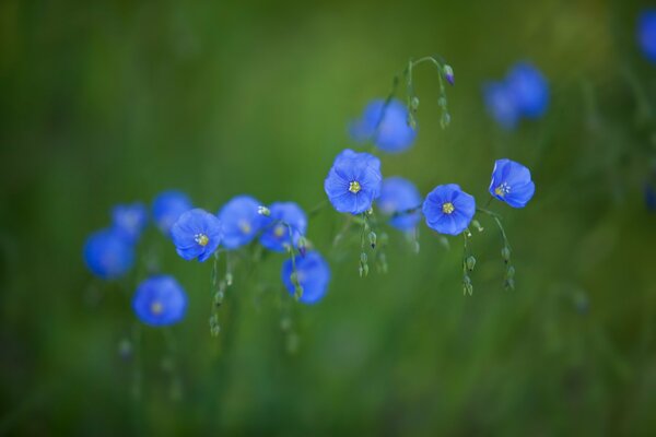 Маленькие синие цветы в поле