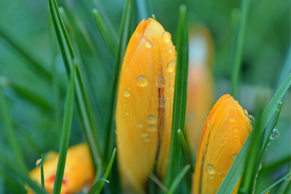 Schöne gelbe Knospen mit Tropfen auf Gras