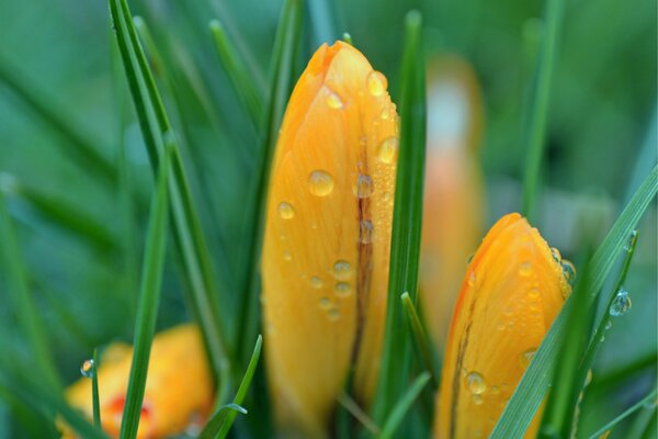 Beautiful yellow buds with droplets on the grass