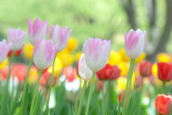 Delicate flowers on a flower bed in the morning