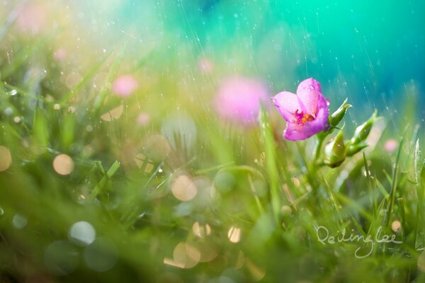 Pink flower in the grass under the summer rain