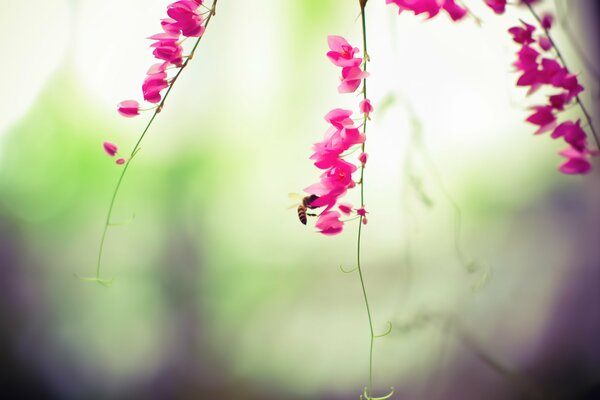 Una abeja se sienta en una rama de flores