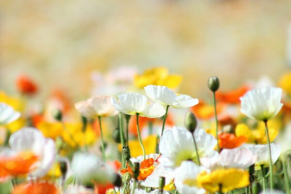 Viele bunte Blumen unter der Sonne