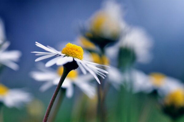 Chamomile flower on a blurry background