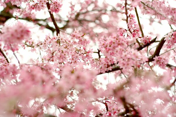 Sakura#Zweige#Blüte#rosa#Blütenblätter#Frühling#