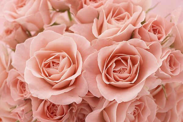Boutons roses roses en bouquet