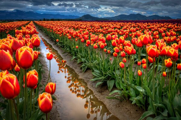 Camino entre un campo de Tulipanes