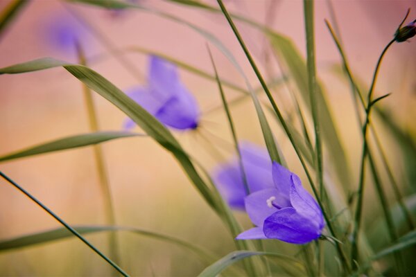 Gentle lilac bells at dawn