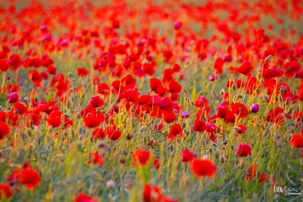 A clearing with red poppies