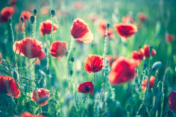 Mohnblumen im Gras auf verschwommenem Hintergrund