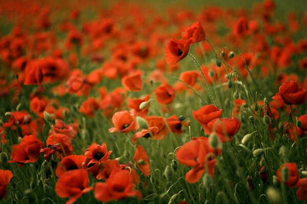 Feld mit roten Mohnblumen