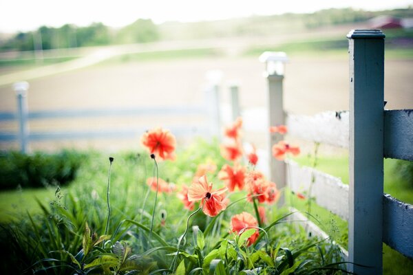 A poppy filled with color near the fence