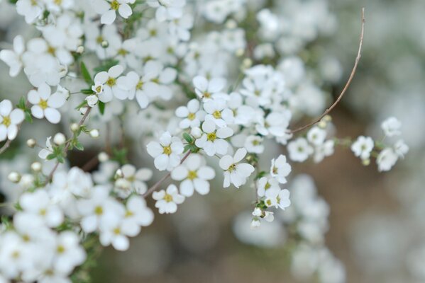 Foto von schönen einfachen weißen Blumen auf einem Zweig