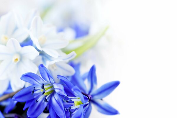 Blue and white flowers by March 8