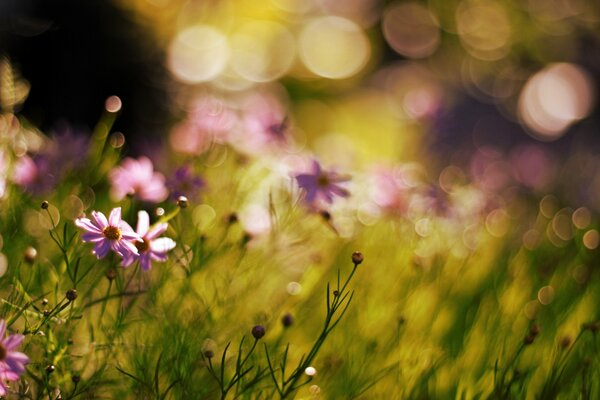 Sonnenverwöhnte Wiese mit Blumen