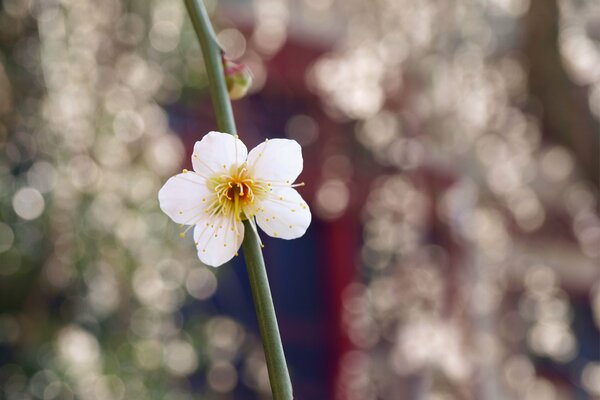 Weiße Blume, Makro, Unschärfe