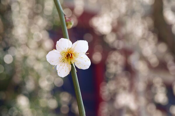 Flor blanca, macro, desenfoque