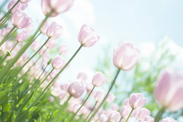 Rosa Tulpen an langen Stielen