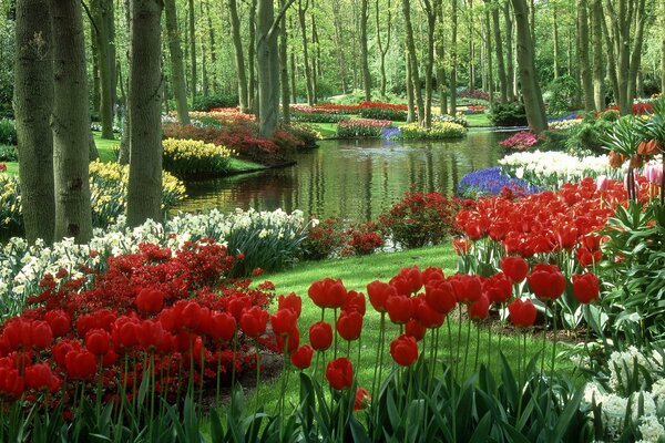 Tulip Garden in the Netherlands