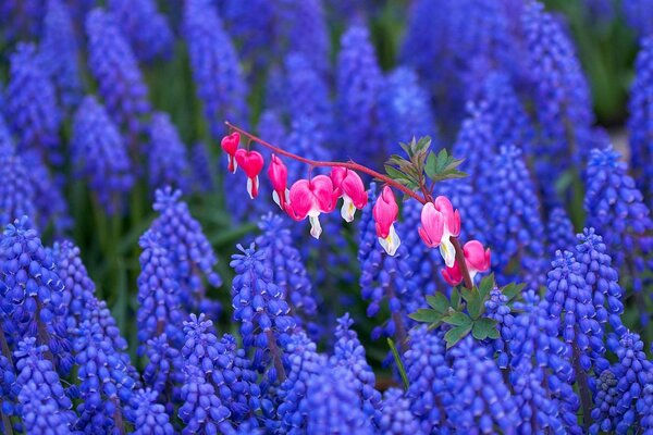 Field lilac and pink flowers