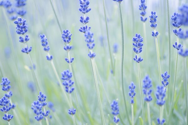 Lavender flowers in focus on a blurry background