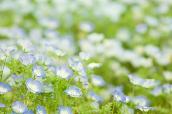 Spring glade of blue flowers