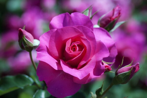 Pink rose with three buds