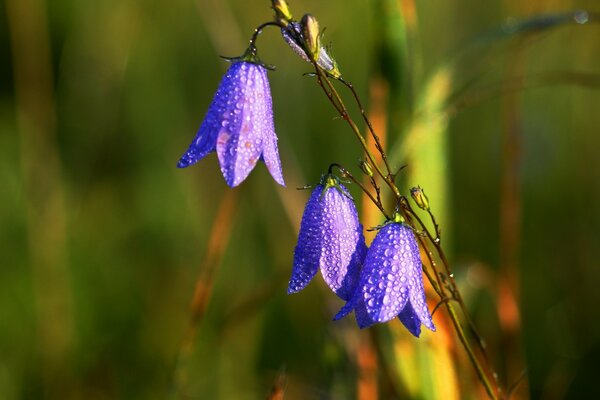 Blaue Glocken mit Wassertropfen