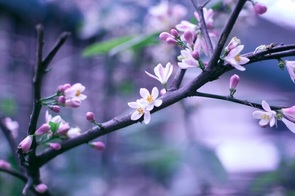 Branche de fleurs de cerisier sur fond flou