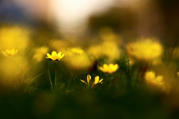 Fleurs jaunes chélidoine en effet bokeh