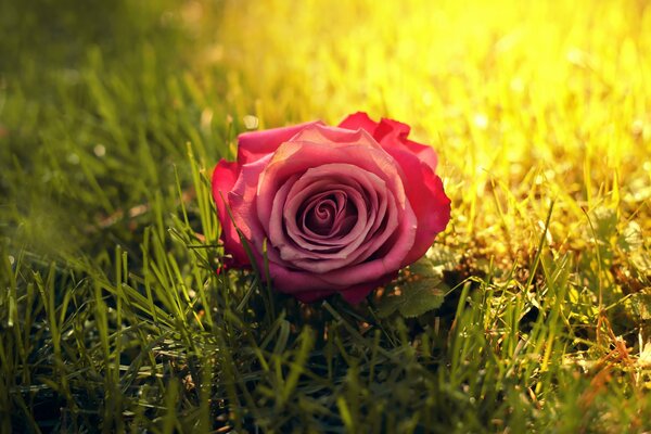 Foto de una hermosa rosa en la hierba